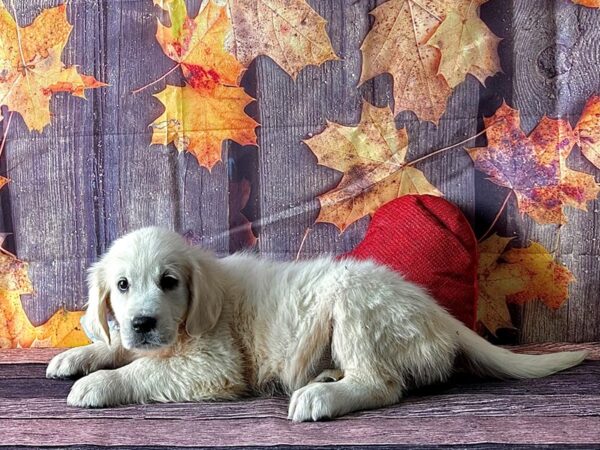 Golden Retriever Dog Female Golden 25601 Petland Las Vegas, Nevada