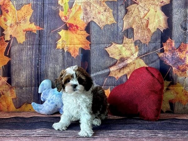 Shih Tzu/Poodle-Dog-Female--25602-Petland Las Vegas, Nevada