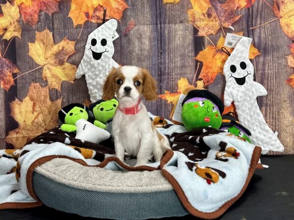 Cavalier King Charles Spaniel Dog Female Blenheim 25606 Petland Las Vegas, Nevada