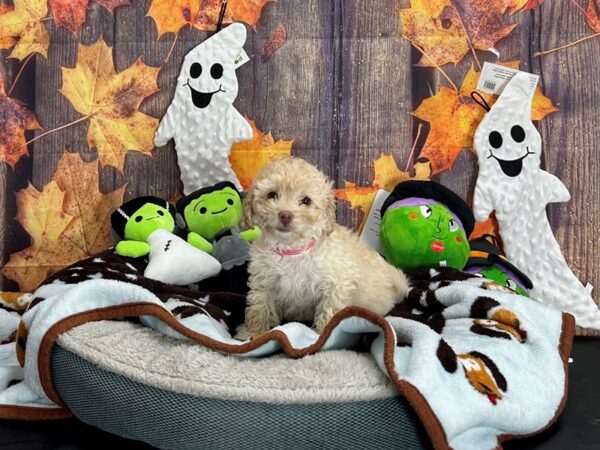 F1B Mini Labradoodle-Dog-Female-Apricot-25624-Petland Las Vegas, Nevada