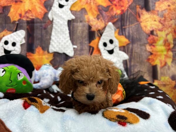 Poodle Dog Male Apricot 25617 Petland Las Vegas, Nevada