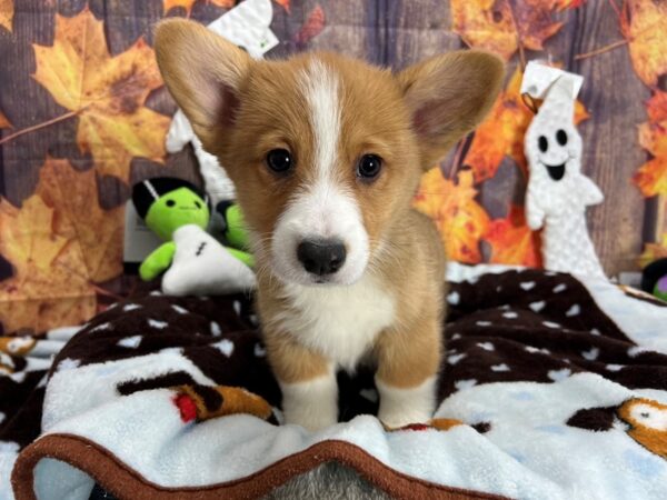 Pembroke Welsh Corgi Dog Male Red / White 25616 Petland Las Vegas, Nevada