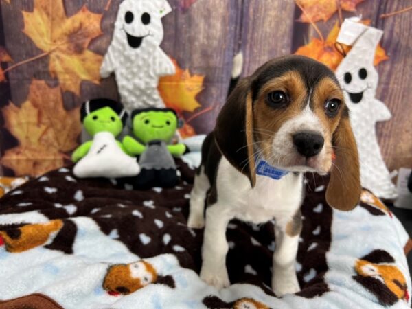 Beagle Dog Male White Black / Tan 25613 Petland Las Vegas, Nevada