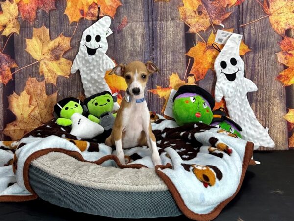 Italian Greyhound-Dog-Male-Red Fawn-25608-Petland Las Vegas, Nevada