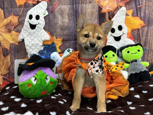 Shiba Inu Dog Female Red 25610 Petland Las Vegas, Nevada