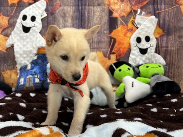 Shiba Inu Dog Male Cream 25611 Petland Las Vegas, Nevada