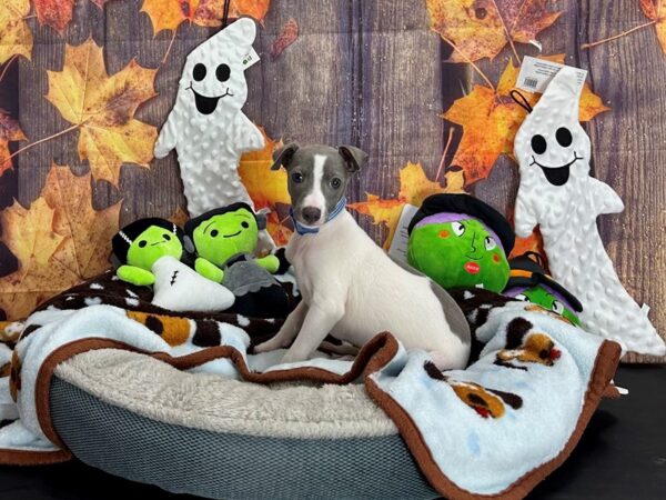 Italian Greyhound-Dog-Male-Blue / White-25621-Petland Las Vegas, Nevada