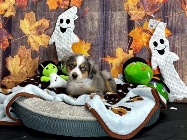 Miniature Australian Shepherd Dog Male 25630 Petland Las Vegas, Nevada