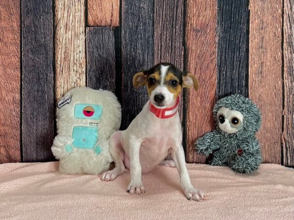 Jack Russell Terrier-Dog-Female-Black White / Tan-25424-Petland Las Vegas, Nevada