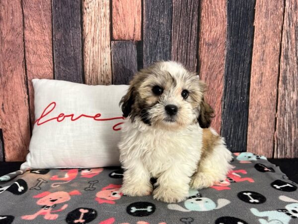 Bichon Frise/Shih Tzu-Dog-Female-Gold and White-25440-Petland Las Vegas, Nevada