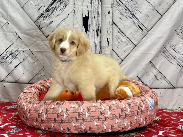 F2 Aussiedoodle-Dog-Male-Apricot-25468-Petland Las Vegas, Nevada