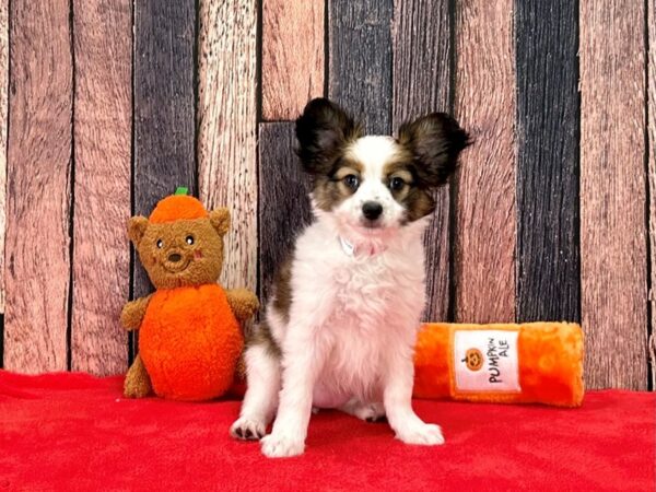 Papillon Dog Female White and Sable 25493 Petland Las Vegas, Nevada