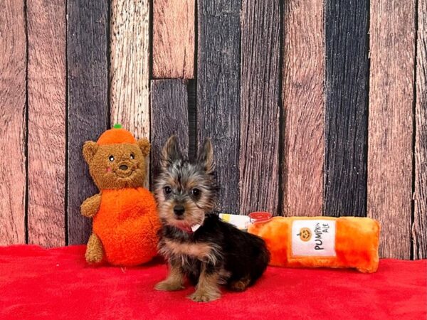 Silky Terrier Dog Female Silver Black and Tan 25495 Petland Las Vegas, Nevada