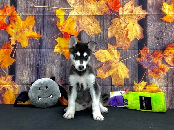 Alaskan Klee Kai-Dog-Male-Black / White-25534-Petland Las Vegas, Nevada