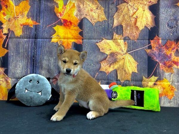 Shiba Inu Dog Female Red 25523 Petland Las Vegas, Nevada