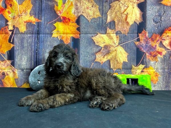 F1B Goldendoodle Dog Male 25557 Petland Las Vegas, Nevada