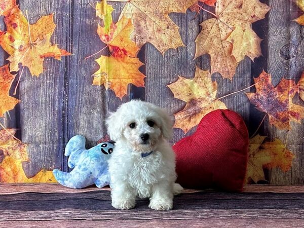 Bichon Frise Dog Male White 25584 Petland Las Vegas, Nevada