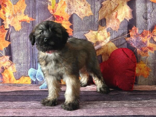 Soft Coated Wheaten Terrier Dog Female Wheaten 25575 Petland Las Vegas, Nevada