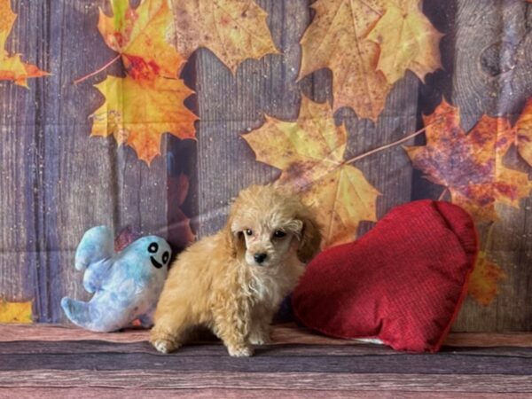 Poodle-Dog-Female-Apricot-25580-Petland Las Vegas, Nevada