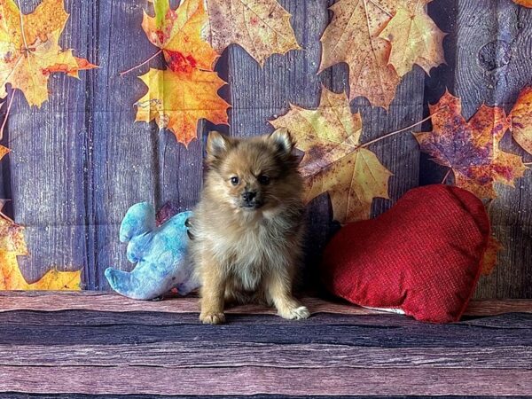 Pomeranian-Dog-Female-Red Merle-25579-Petland Las Vegas, Nevada