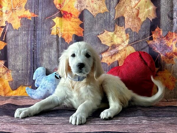 Golden Retriever Dog Male Golden 25599 Petland Las Vegas, Nevada