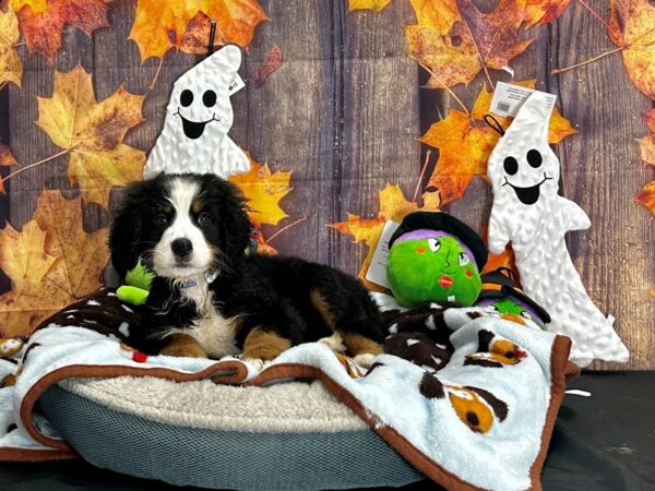 Bernese Mountain Dog-Dog-Male-Black and Rust-25604-Petland Las Vegas, Nevada