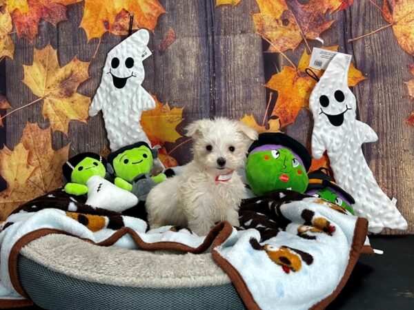 Maltese/Yorkshire Terrier Dog Female White 25612 Petland Las Vegas, Nevada