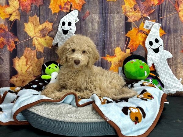 Labradoodle F1-B Dog Male 25632 Petland Las Vegas, Nevada