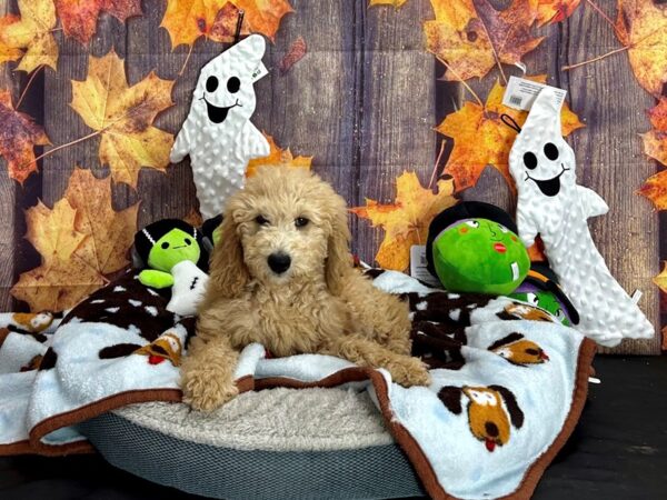 Labradoodle F1-B-Dog-Female--25634-Petland Las Vegas, Nevada