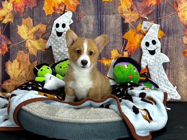 Pembroke Welsh Corgi Dog Male Sable 25609 Petland Las Vegas, Nevada