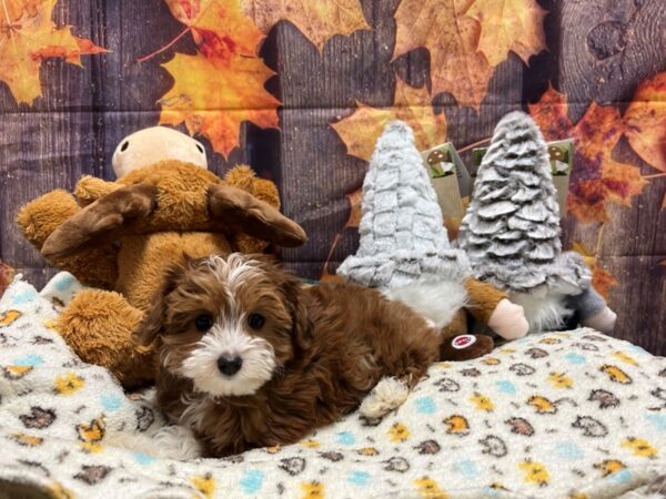 Miniature Australian Shepherd/Poodle-Dog-Female-Red-25663-Petland Las Vegas, Nevada