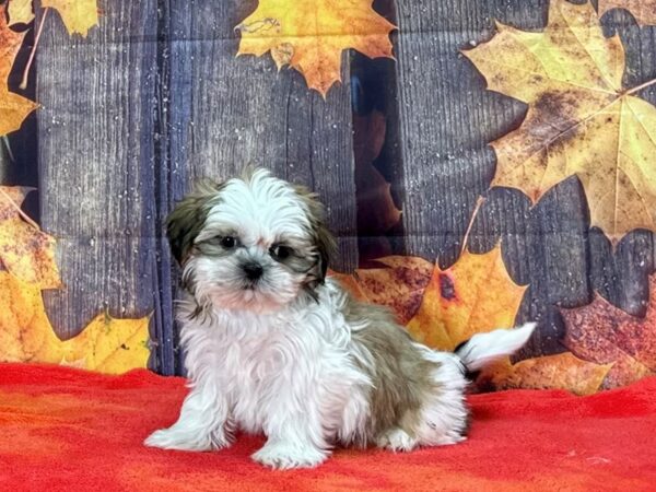 Shih Tzu Dog Male White / Gold 25656 Petland Las Vegas, Nevada