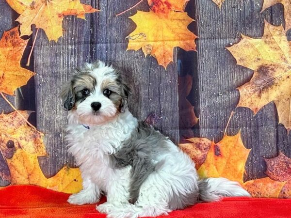 Cavalier King Charles Spaniel/Poodle Dog Male White / Blue Merle 25665 Petland Las Vegas, Nevada