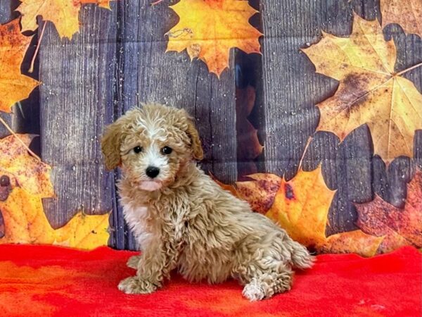 Bichon Frise/Poodle Dog Female Apricot 25664 Petland Las Vegas, Nevada