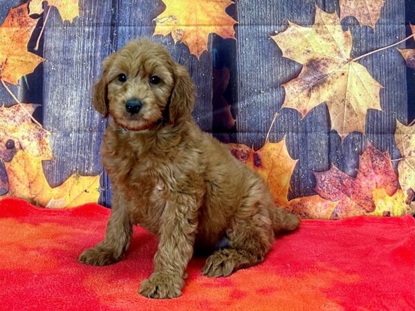 F1B Mini Goldendoodle Dog Male Red 25662 Petland Las Vegas, Nevada