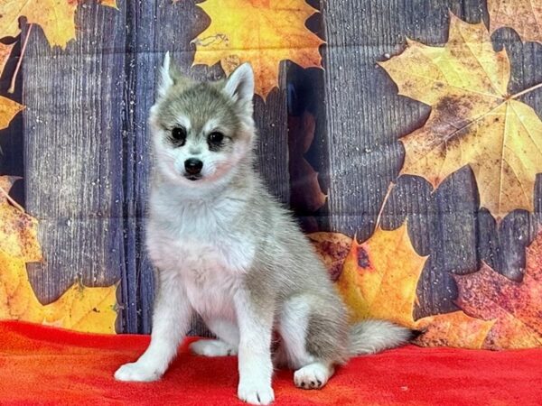 Alaskan Klee Kai Dog Female Sable / White 25660 Petland Las Vegas, Nevada