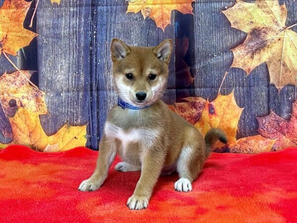 Shiba Inu Dog Male Red Sesame 25655 Petland Las Vegas, Nevada