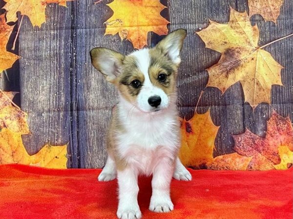 Pembroke Welsh Corgi Dog Female Sable / White 25653 Petland Las Vegas, Nevada