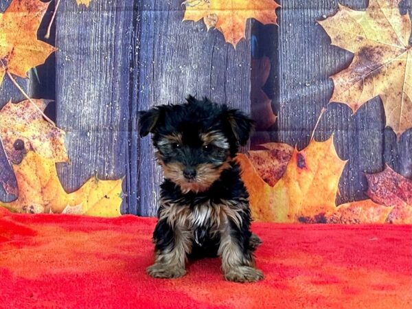 Yorkshire Terrier Dog Female Black / Tan 25659 Petland Las Vegas, Nevada