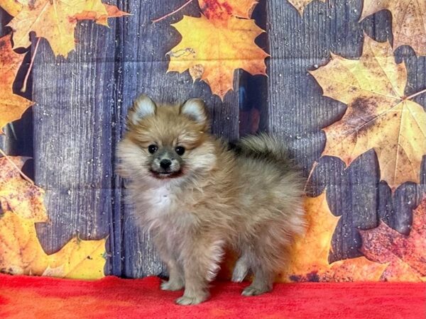 Pomeranian Dog Male Orange Sable 25654 Petland Las Vegas, Nevada