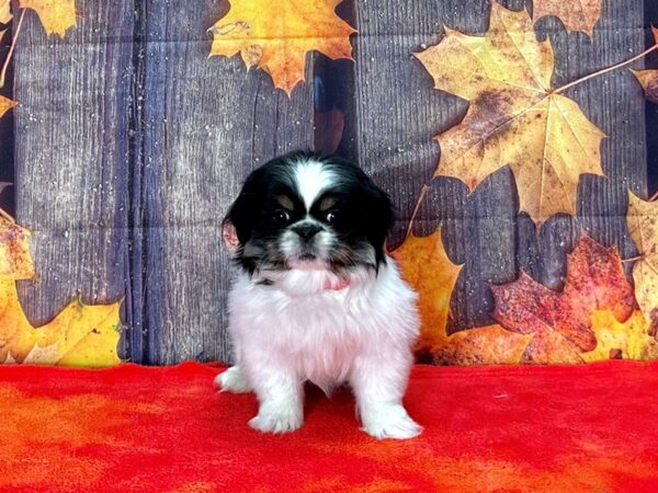 Pekingese Dog Female Black White / Tan 25652 Petland Las Vegas, Nevada