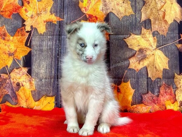 F2 Pomsky Dog Male Blue Merle and White 25636 Petland Las Vegas, Nevada