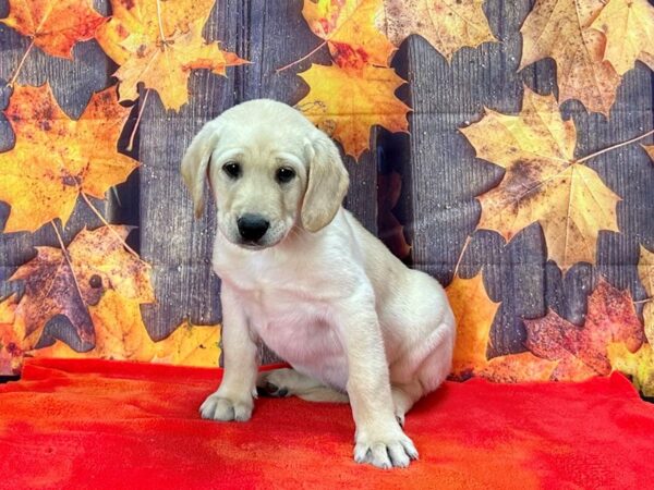 Labrador Retriever Dog Male Yellow 25651 Petland Las Vegas, Nevada