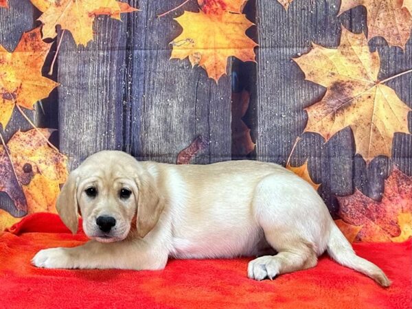 Labrador Retriever Dog Female Yellow 25650 Petland Las Vegas, Nevada