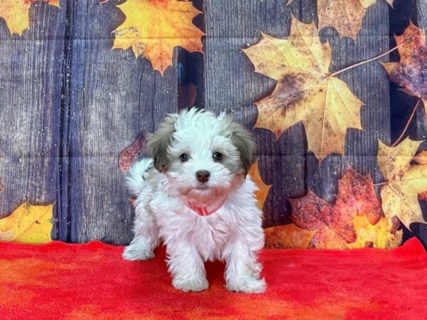 Havanese Dog Female Chocolate Sable 25649 Petland Las Vegas, Nevada