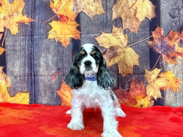 Cocker Spaniel-Dog-Male-Blue Roan and Tan-25648-Petland Las Vegas, Nevada