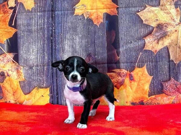 Chihuahua Dog Male Black and White 25647 Petland Las Vegas, Nevada