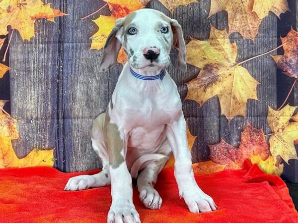 Great Dane Dog Male Merlequin 25643 Petland Las Vegas, Nevada