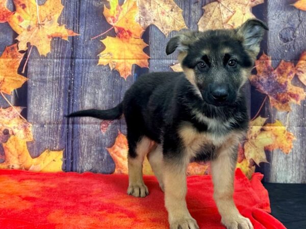 German Shepherd Dog Dog Male Black and Tan 25642 Petland Las Vegas, Nevada