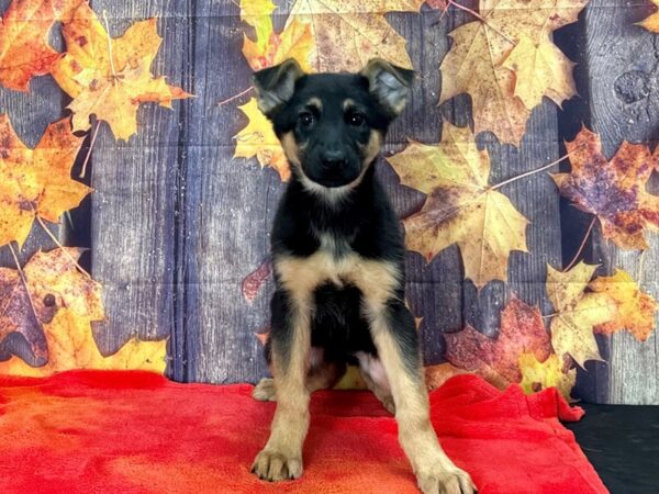 German Shepherd Dog Dog Female Black and Tan 25641 Petland Las Vegas, Nevada